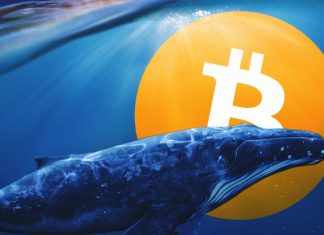 Les baleines sont à l’aise avec le prix du bitcoin