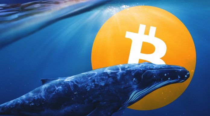 Les baleines sont à l’aise avec le prix du bitcoin