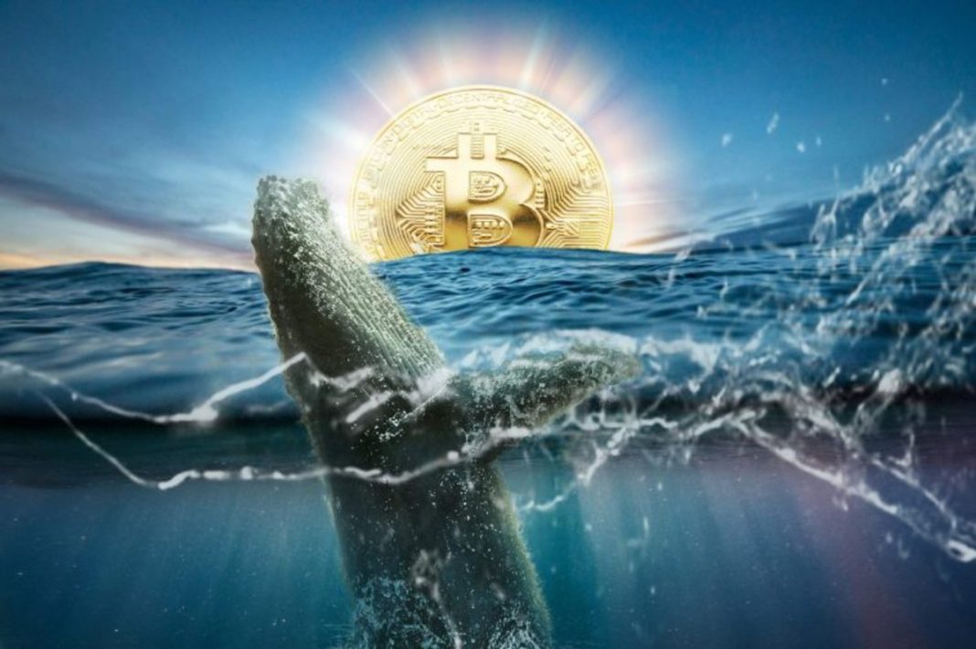 ballenas-bitcoin-luego-del-halving.jpg