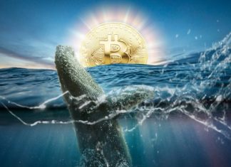 Les baleines de Bitcoin après la réduction de moitié