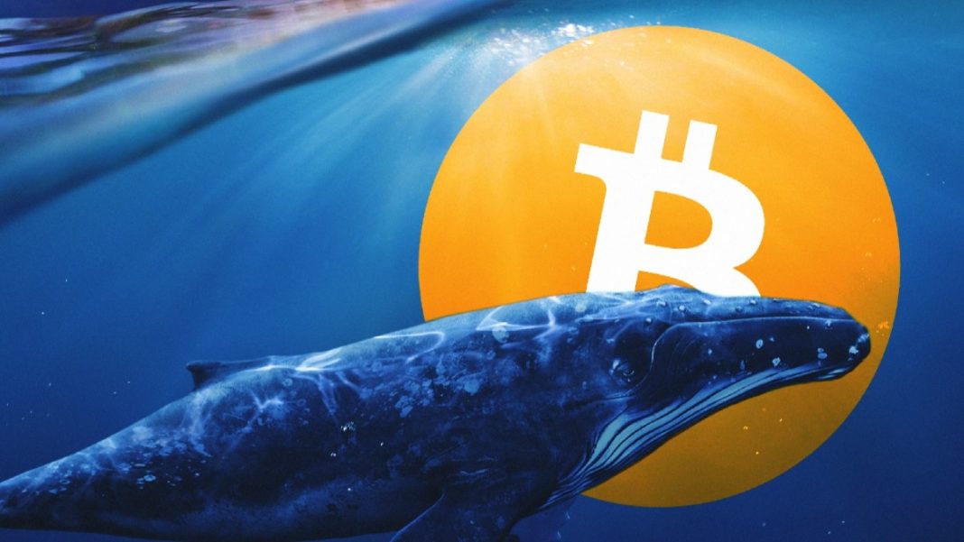 ballenas-bitcoin-noticias.jpg
