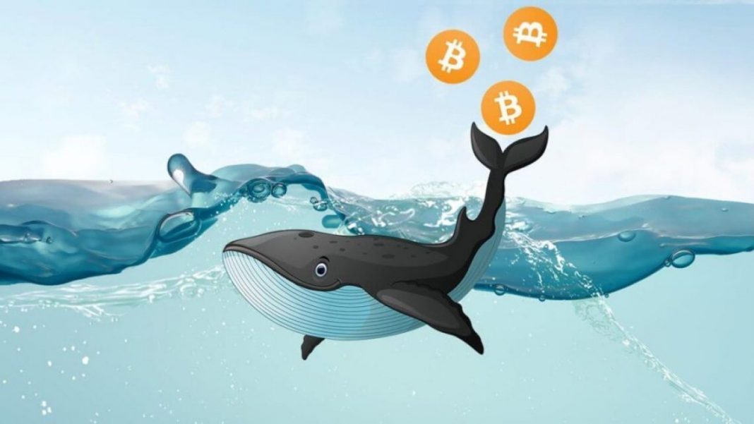 que-son-las-ballenas-bitcoin-2020.jpg