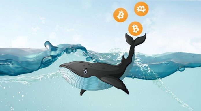 Que sont les baleines Bitcoin ?