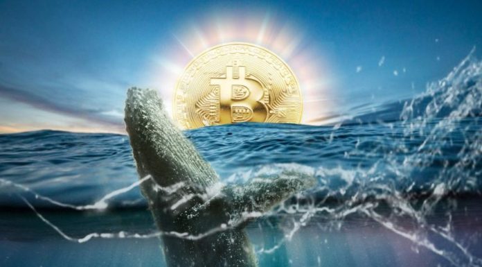 Les baleines Bitcoin peuvent-elles faire monter le prix de la CTB ?