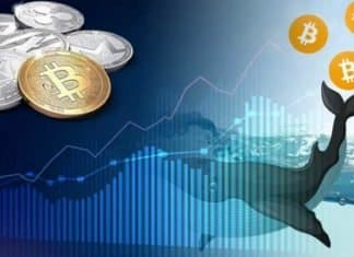 Analyse des baleines de Bitcoin pour le début du mois