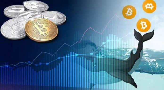 Analyse des baleines de Bitcoin pour le début du mois