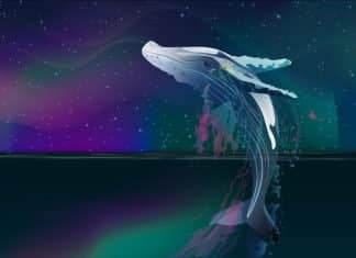 Les baleines Bitcoin sont-elles plus riches?